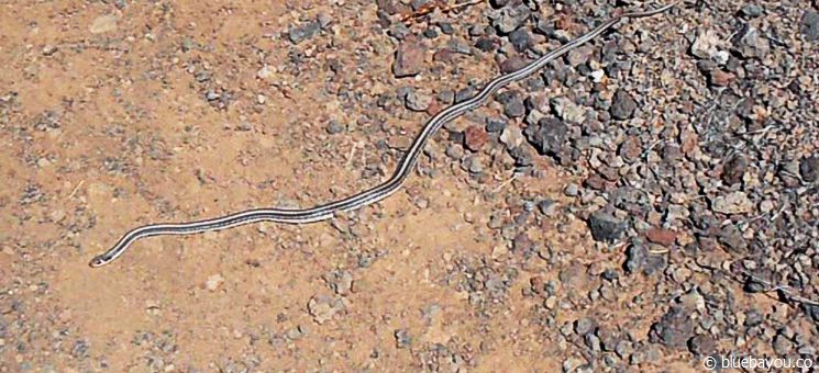 A wildlife snake at the Snow Canyon in Utah. 
